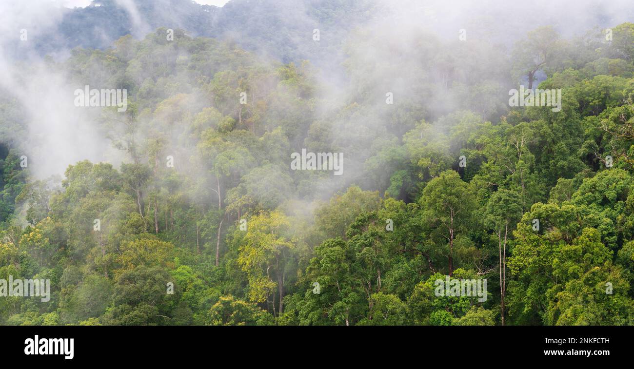 Tropische Wälder in der Regenzeit, Südostasien. Stockfoto