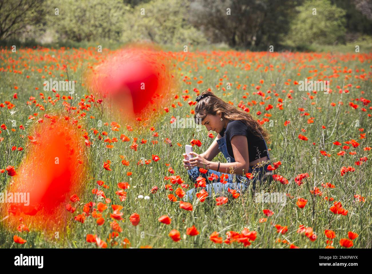 Junge Frau, die Mohnblumen fotografiert, mit Smartphone im Feld Stockfoto