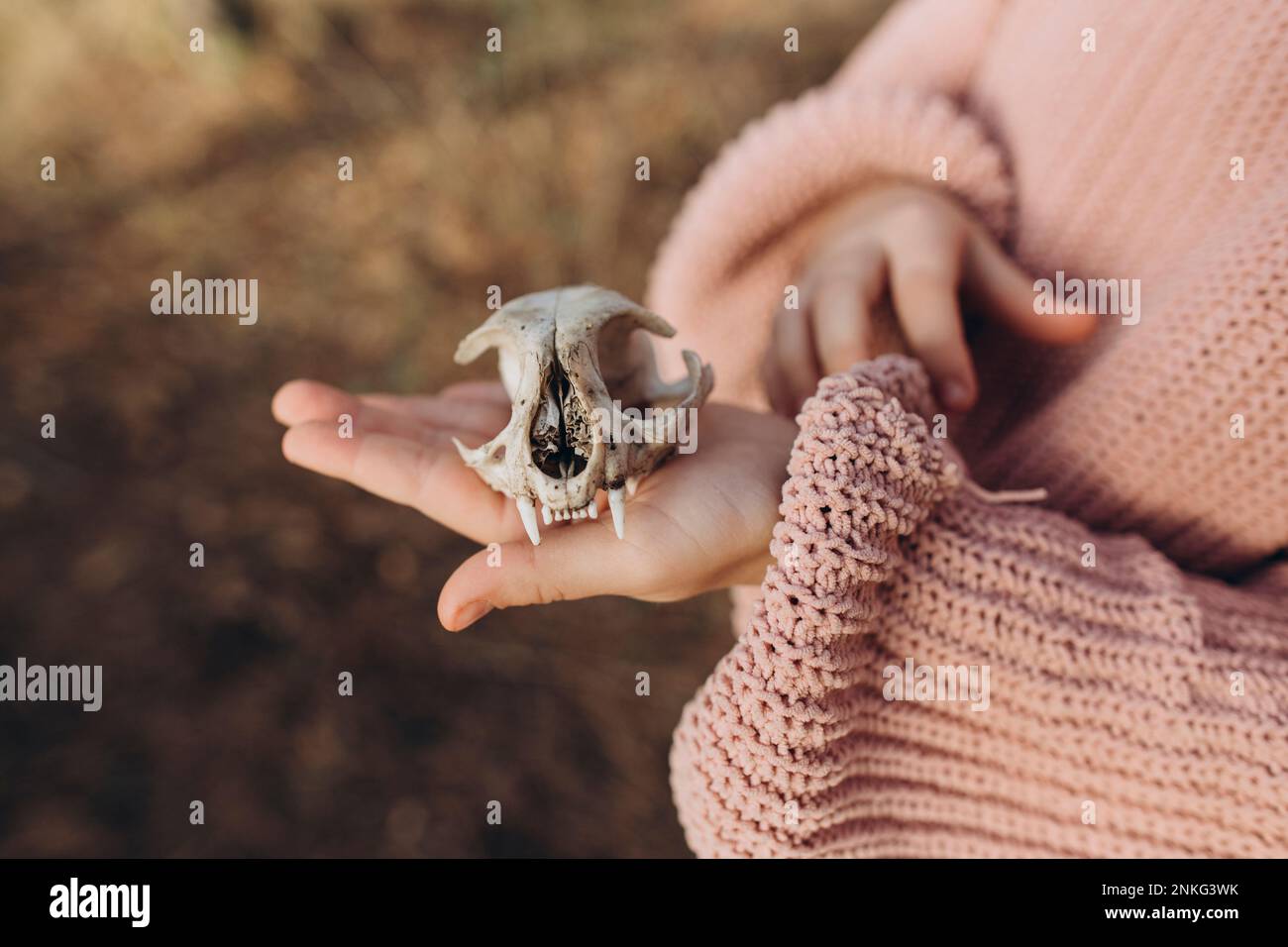 Ein Mädchen, das den Schädel eines Tieres in der Hand hält Stockfoto