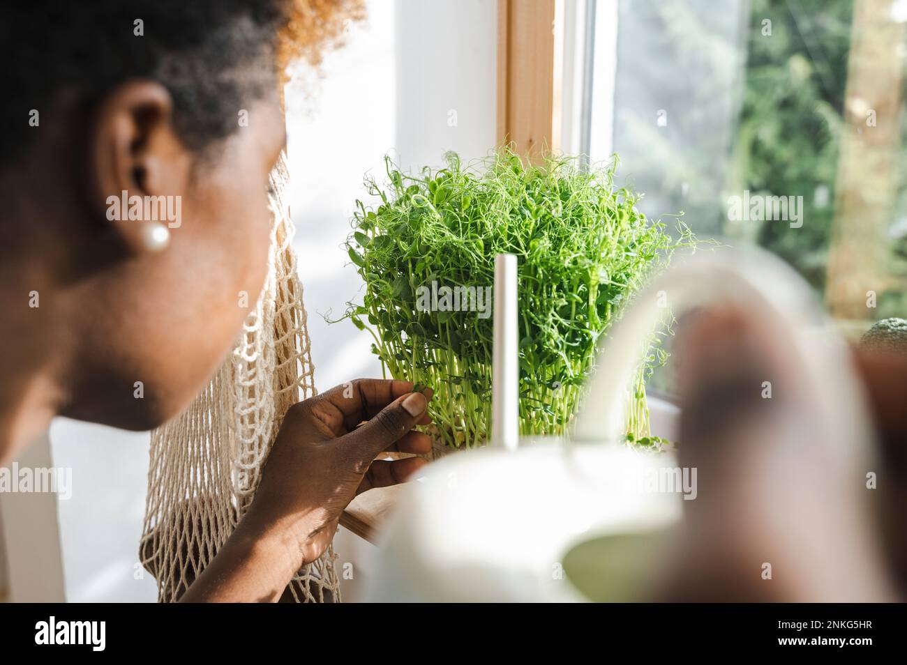Gärtner, der zu Hause die mikrogrüne Pflanze bewässert Stockfoto