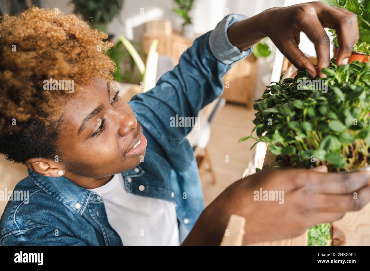 Junger Gärtner, der sich zu Hause um die grüne Pflanze kümmert Stockfoto
