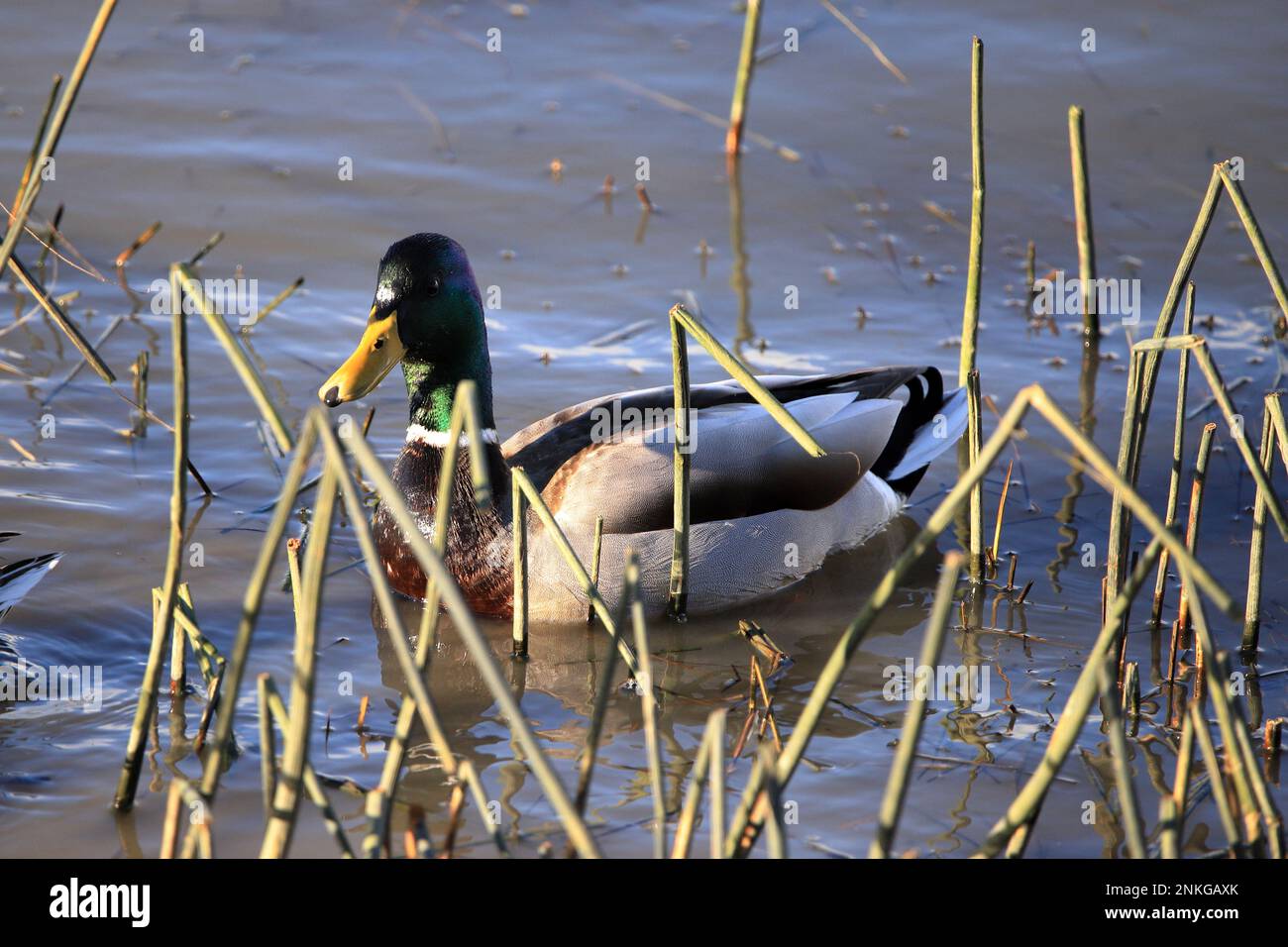 Ente Stockfoto