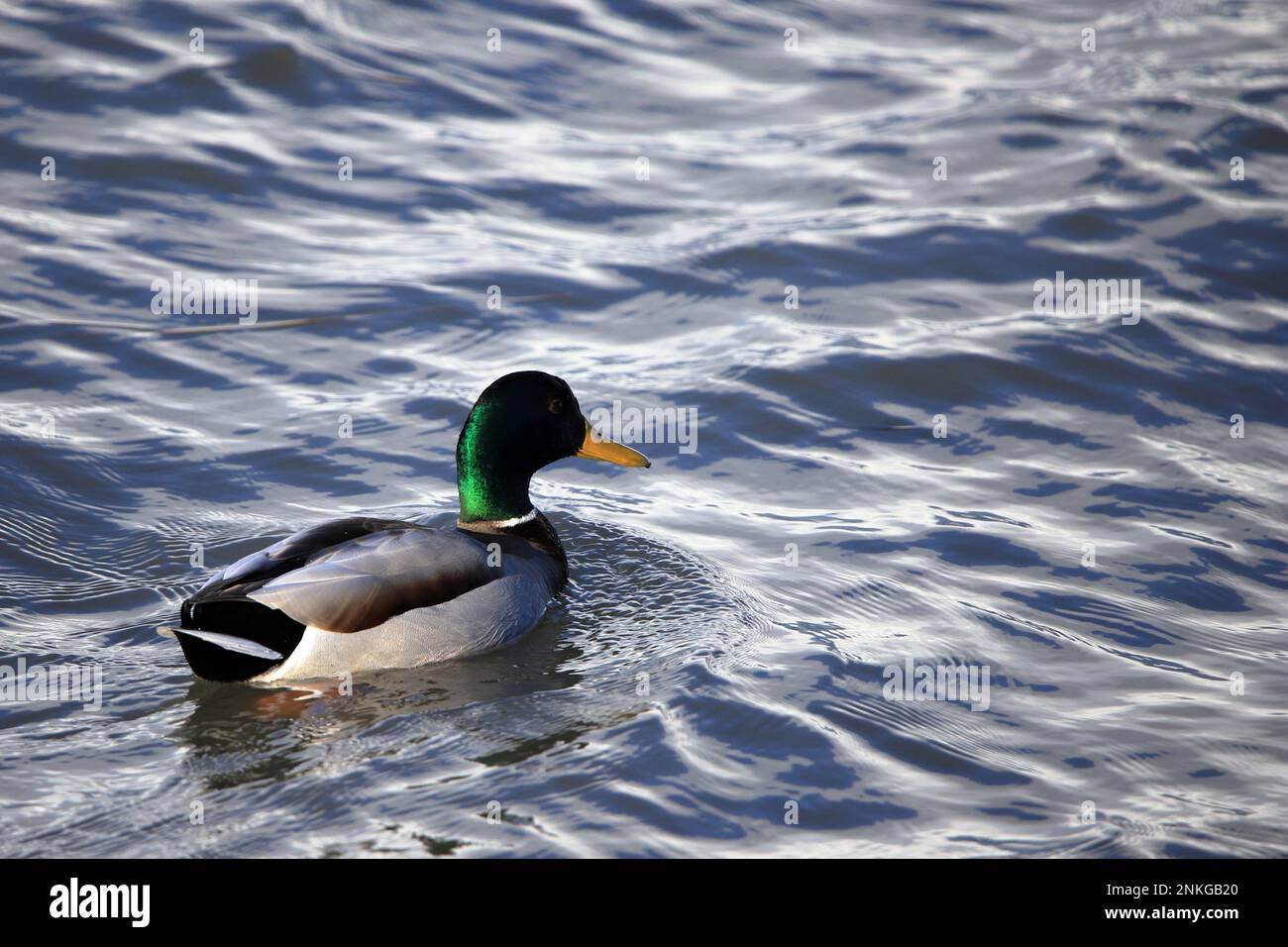 Ente Stockfoto