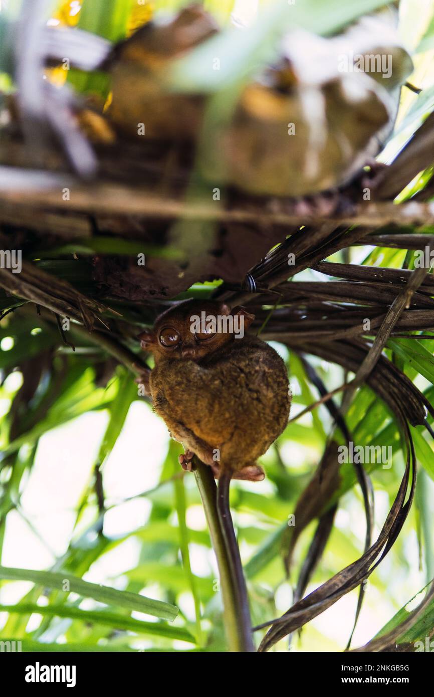 Philippinischer Tarsier, der unter Blättern auf dem Baum sitzt Stockfoto