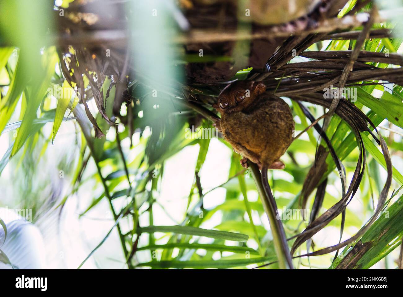 Philippinischer Tarsier, der auf dem Baum sitzt Stockfoto