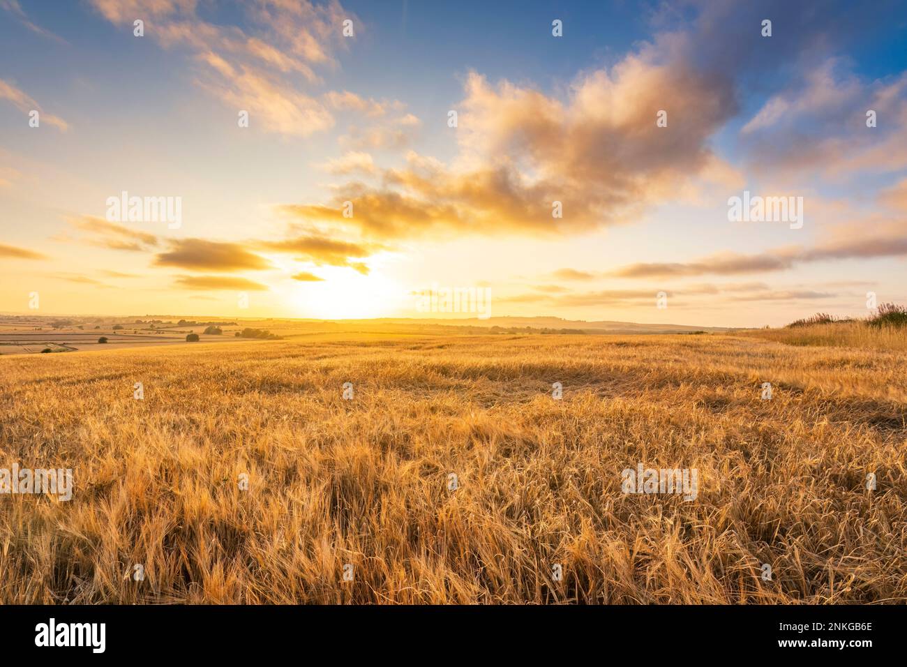 Reife Gerste auf dem Feld vor dem Himmel bei Sonnenuntergang Stockfoto