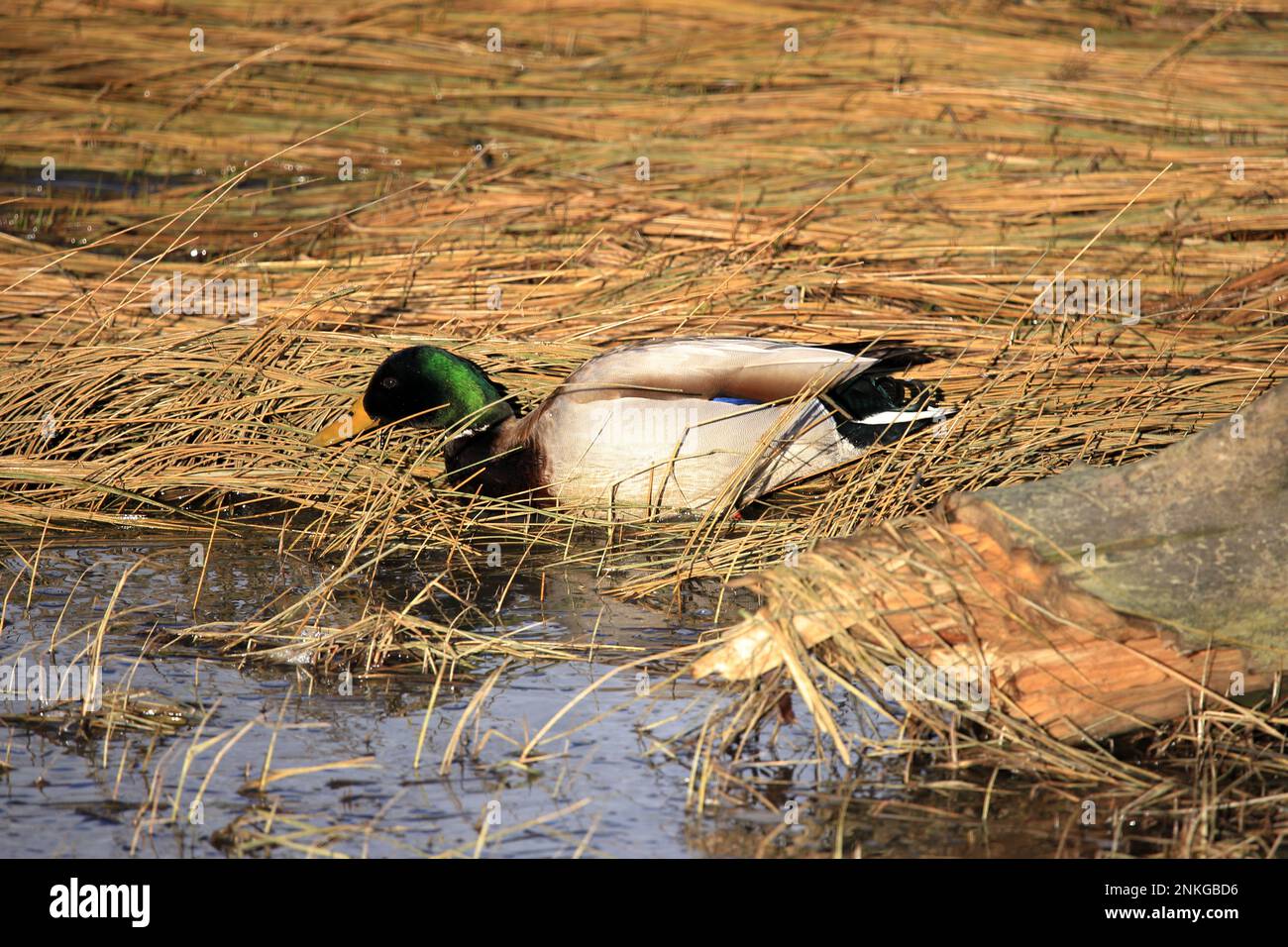 Ente Stockfoto