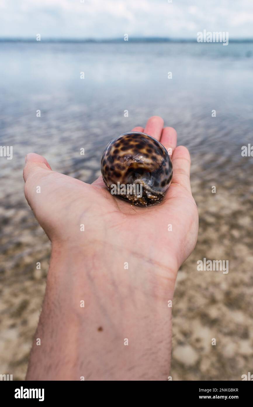 Hand eines Mannes, der Cypraea tigris vor dem Meer hält Stockfoto