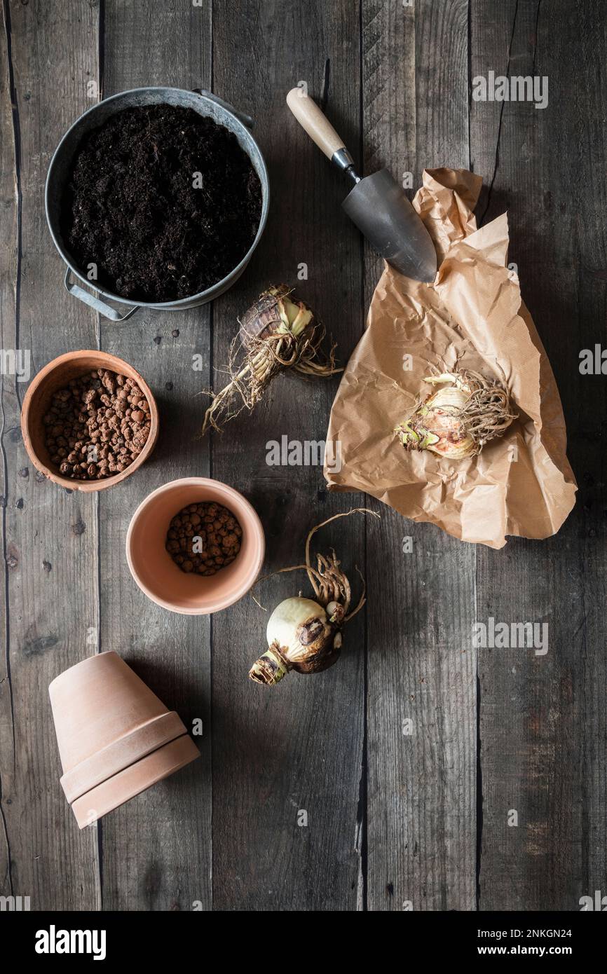 Amaryllis-Zwiebeln bereit zum Töpfen Stockfoto