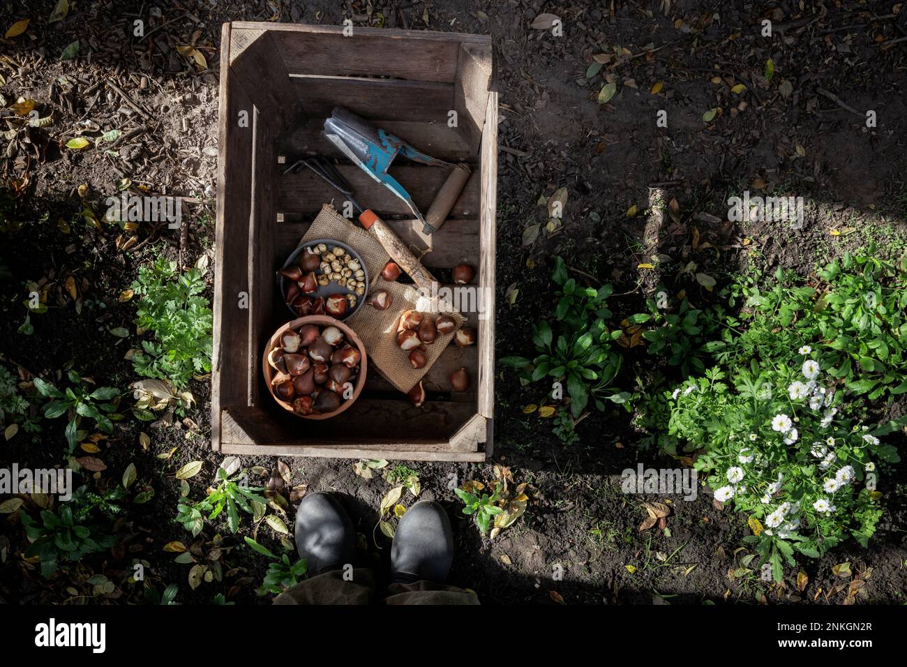 Kiste mit Gartengeräten und verschiedenen Pflanzenzwiebeln Stockfoto