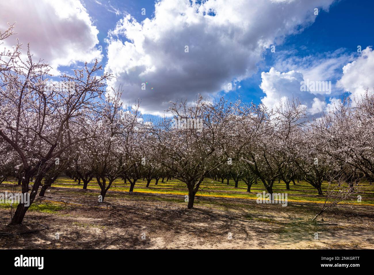 Im Februar 2023 blühen Mandelbäume auf dem Obstgarten im California Central Valley. Stockfoto