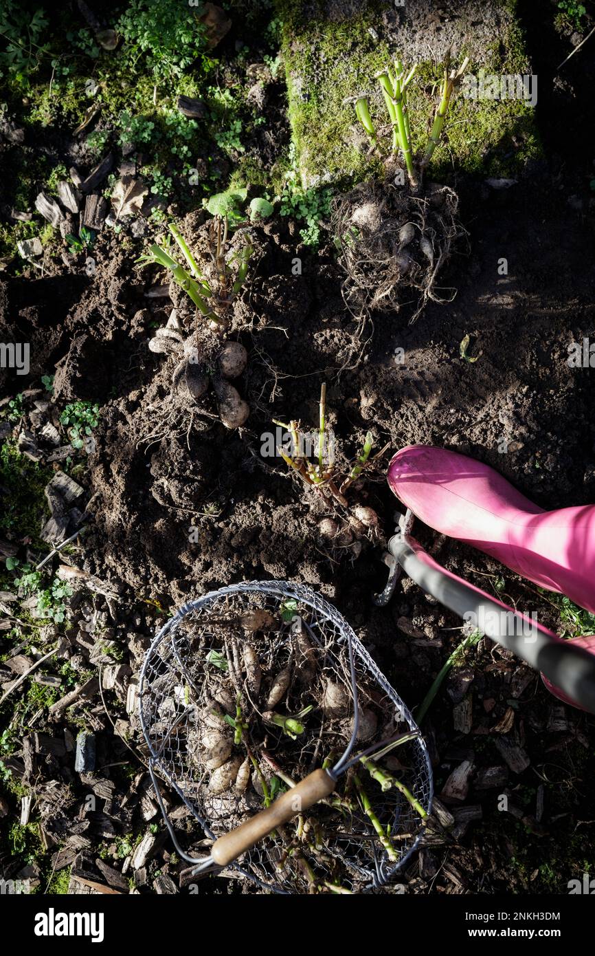 Stiefel einer Frau, die vor frisch gegrabenen Dahliakulturen steht Stockfoto