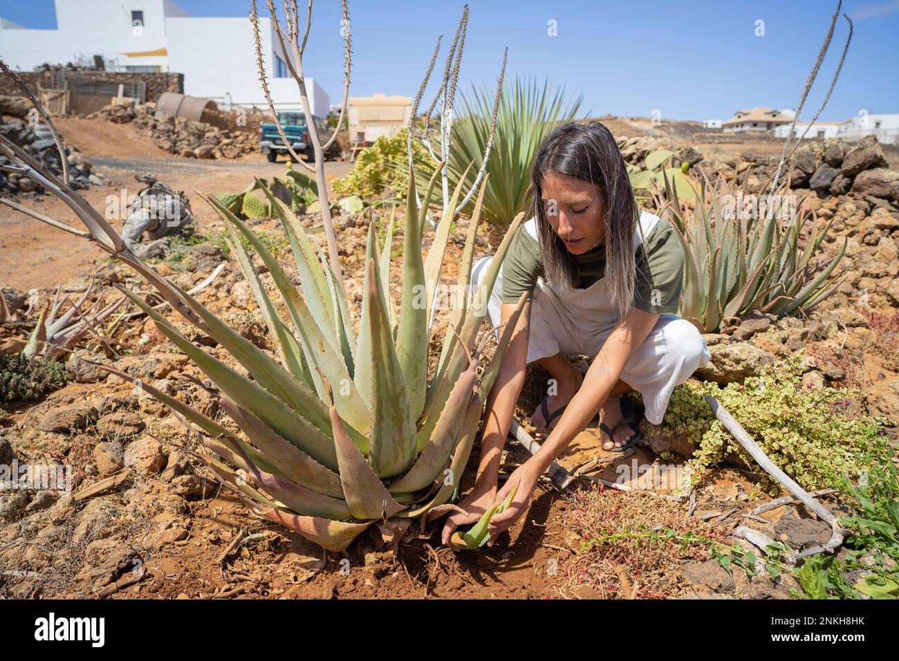 Junge Frau, die Aloe Vera pflückt und im Garten hockt Stockfoto