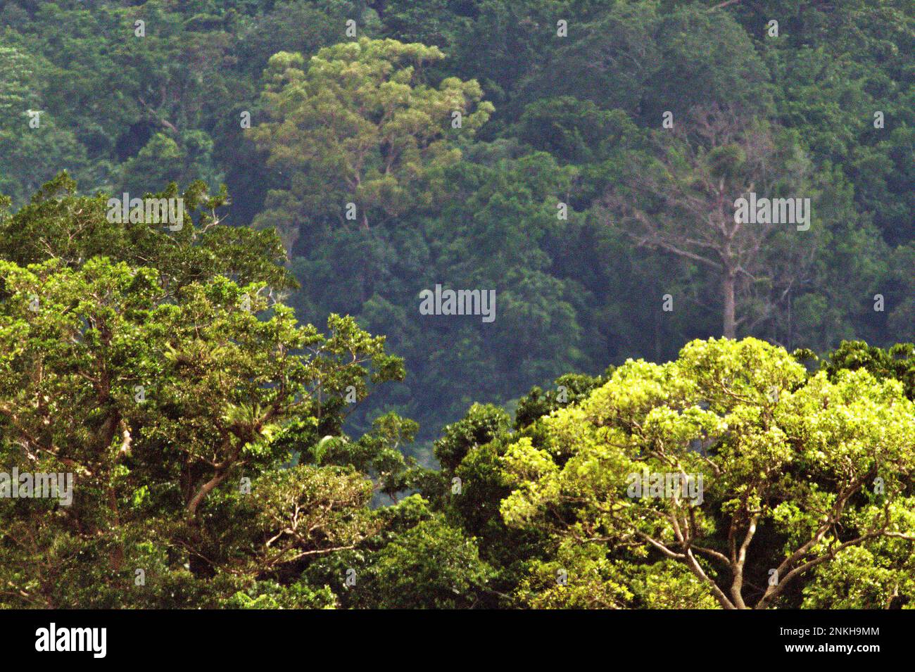 Regenwald am Fuße des Mount Duasudara in Nord-Sulawesi, Indonesien. Laut Jennifer Fergesen in ihrem Artikel, der am 18. Oktober 2022 pünktlich veröffentlicht wurde, bleiben die Wälder der Erde, die derzeit insgesamt etwa 4 Milliarden Hektar groß sind, eine Nettosenke für Kohlendioxid, das zusammen 8,1 Milliarden Tonnen Kohlenstoff pro Jahr ausstößt und 16 Milliarden Tonnen absorbiert. Die tropischen Regenwälder Südostasiens sind eines der drei größten Systeme der Welt, die die Lungen der Erde bilden, zusammen mit dem Amazonas und dem Kongo-Flussbecken. Stockfoto