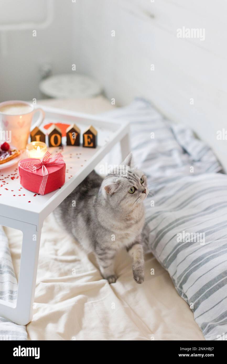 Frühstückstablett mit Katze auf dem Bett Stockfoto