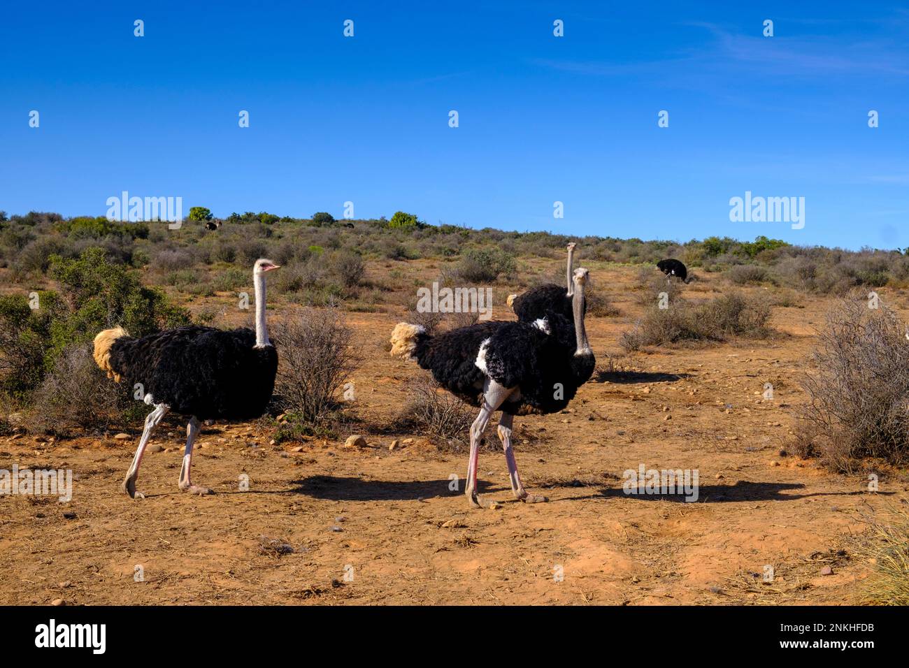 Südafrika, westliche Kap-Provinz, Strauße in Little Karoo Stockfoto