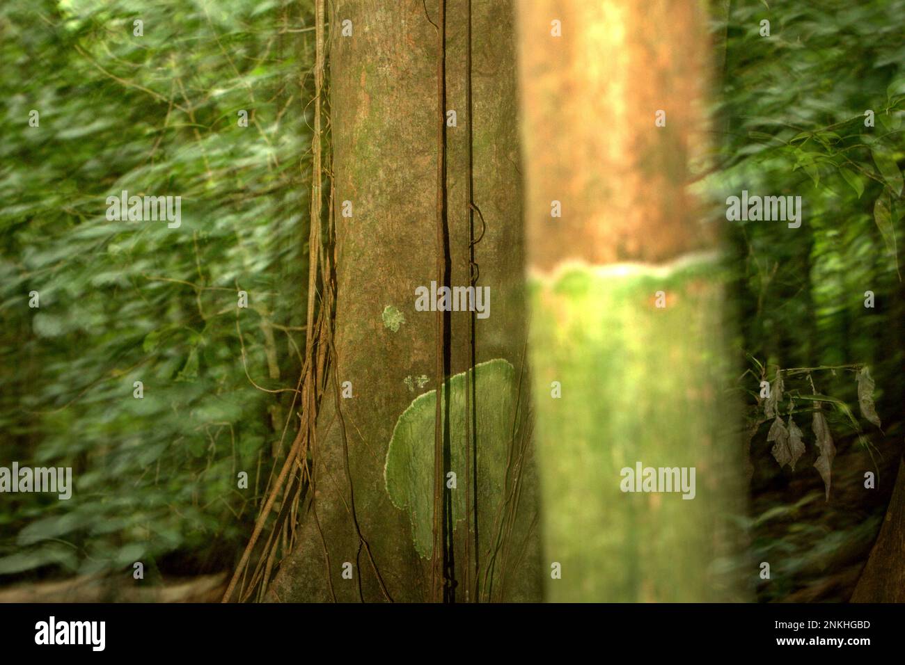 Ein Baum im Tiefland-Regenwald am Fuße des Mount Tangkoko in Nord-Sulawesi, Indonesien. Laut Jennifer Fergesen in ihrem Artikel, der am 18. Oktober 2022 pünktlich veröffentlicht wurde, bleiben die Wälder der Erde, die derzeit insgesamt etwa 4 Milliarden Hektar groß sind, eine Nettosenke für Kohlendioxid, das zusammen 8,1 Milliarden Tonnen Kohlenstoff pro Jahr ausstößt und 16 Milliarden Tonnen absorbiert. Die tropischen Regenwälder Südostasiens sind eines der drei größten Systeme der Welt, die die Lungen der Erde bilden, zusammen mit dem Amazonas und dem Kongo-Flussbecken. Stockfoto