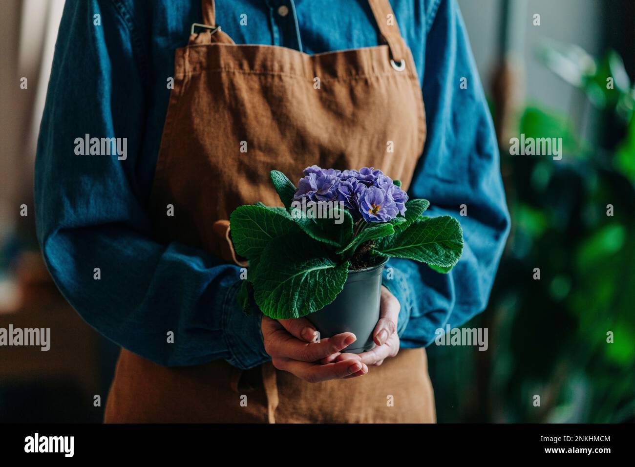 Frau mit Schürze und Primrose-Pflanze Stockfoto