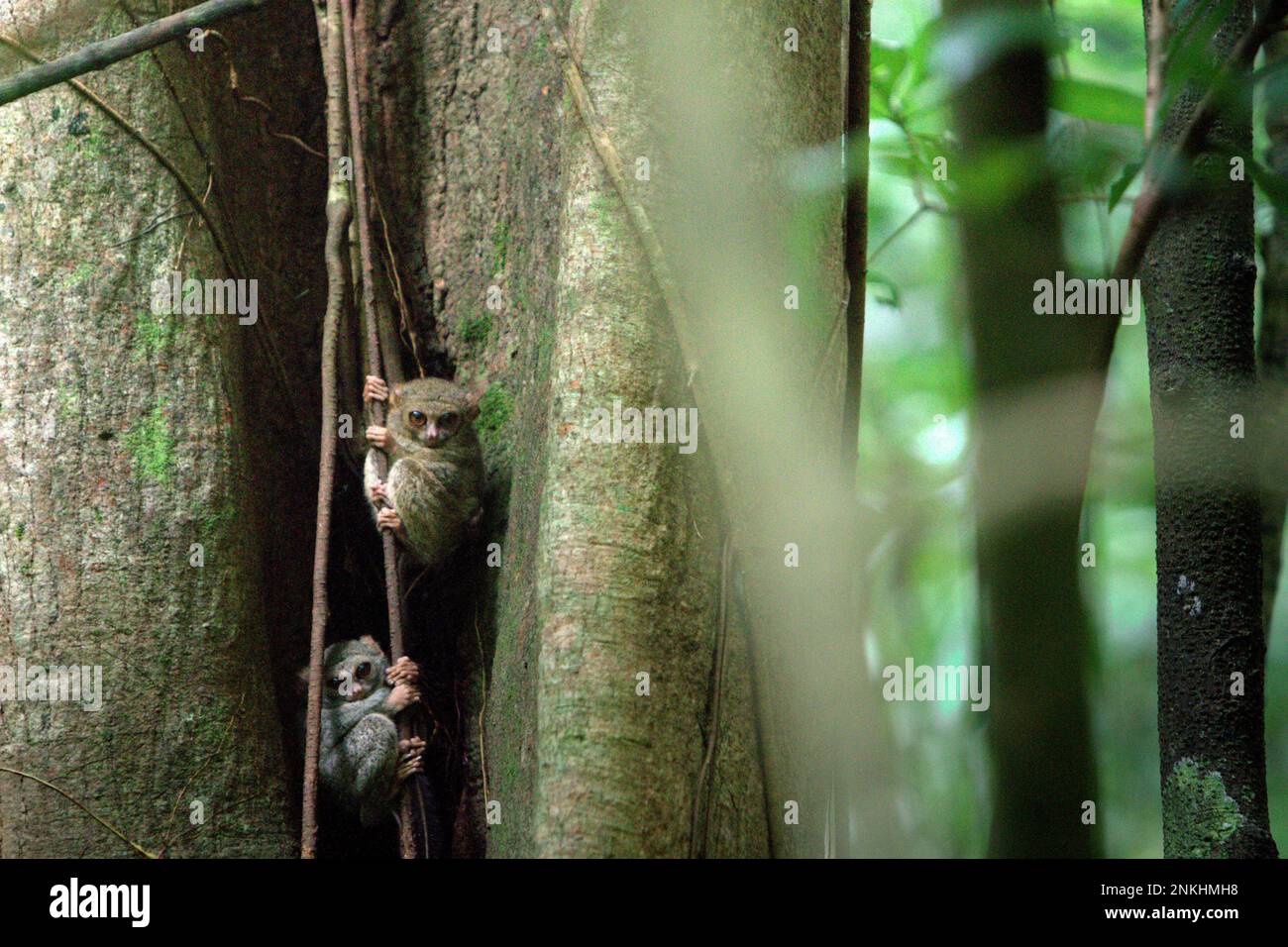 Im Naturschutzgebiet Tangkoko, Nord-Sulawesi, Indonesien, sind zwei Exemplare von Gurskys Spectral Tarsier (Tarsius spectrumgurskyae), einer nächtlichen Primatenart, am helllichten Tag auf ihrem Baumnest zu sehen. Wissenschaftler haben gewarnt, dass Ökotourismus oder andere Arten menschlicher Aktivitäten in einem Lebensraum für wild lebende Tiere das Verhalten der Tiere allmählich verändern können. „Selbst wenn die Tierbeobachtung ausschließlich von qualifizierten und ausgebildeten Reiseleitern durchgeführt wird, führte der Tourismus zu erheblichen Verhaltensänderungen der beobachteten Tarsier“, schrieb Sharon L. Gursky in ihrer ersten online veröffentlichten Arbeit im November 2022 auf Springler. Stockfoto