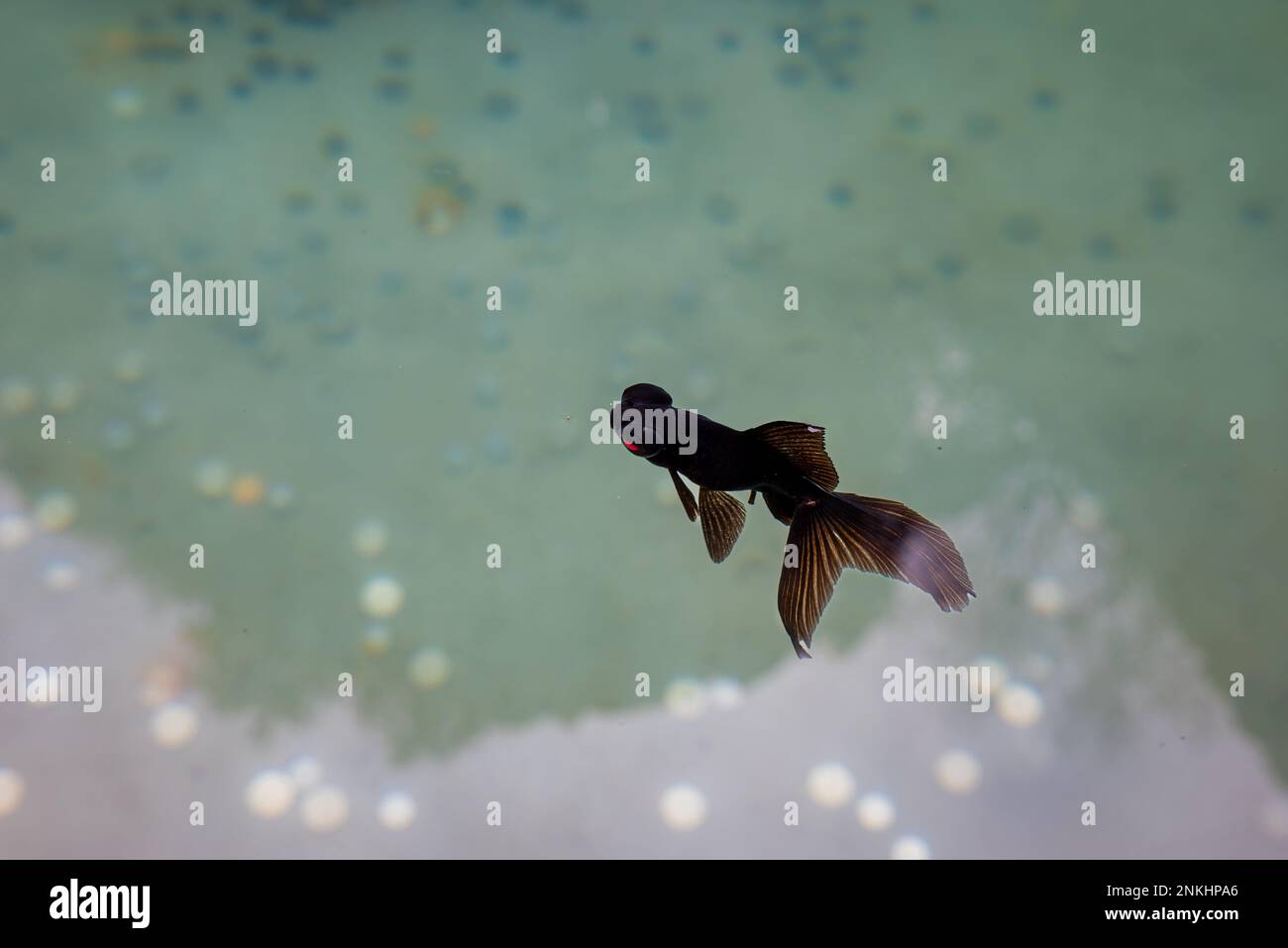 Chinesischer schwarzer Moorteleskopgoldfisch in einem Becken Stockfoto