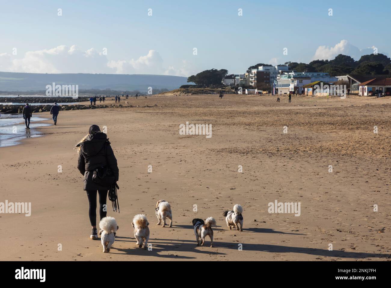 England, Dorset, Poole, Sandbanks Beach, Woman Walking Dogs vor luxuriösen Ufergrundstücken Stockfoto