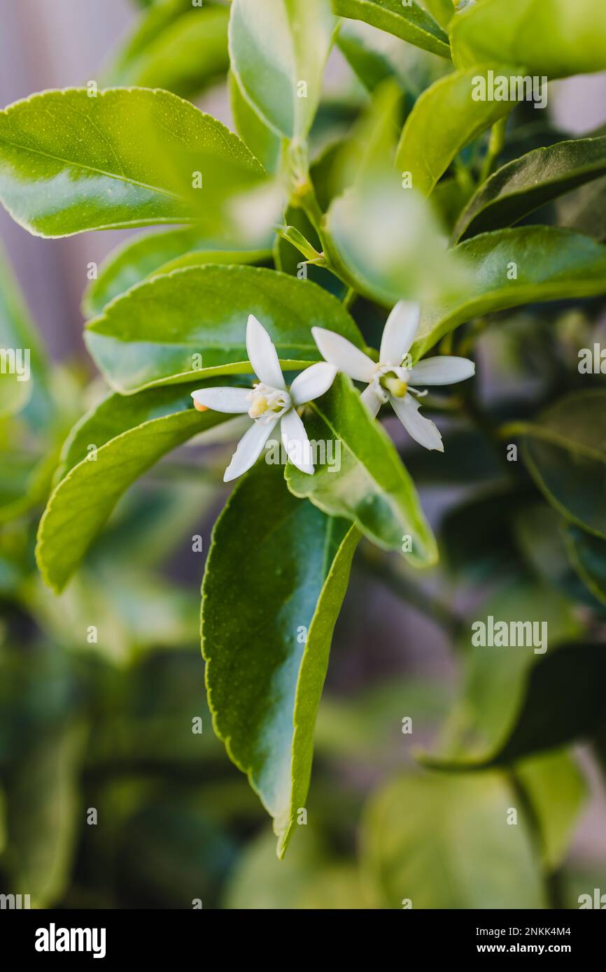 tahitianische Kalkpflanze mit weißen Blumen im Freien im sonnigen Garten, Nahaufnahme bei geringer Schärfentiefe Stockfoto