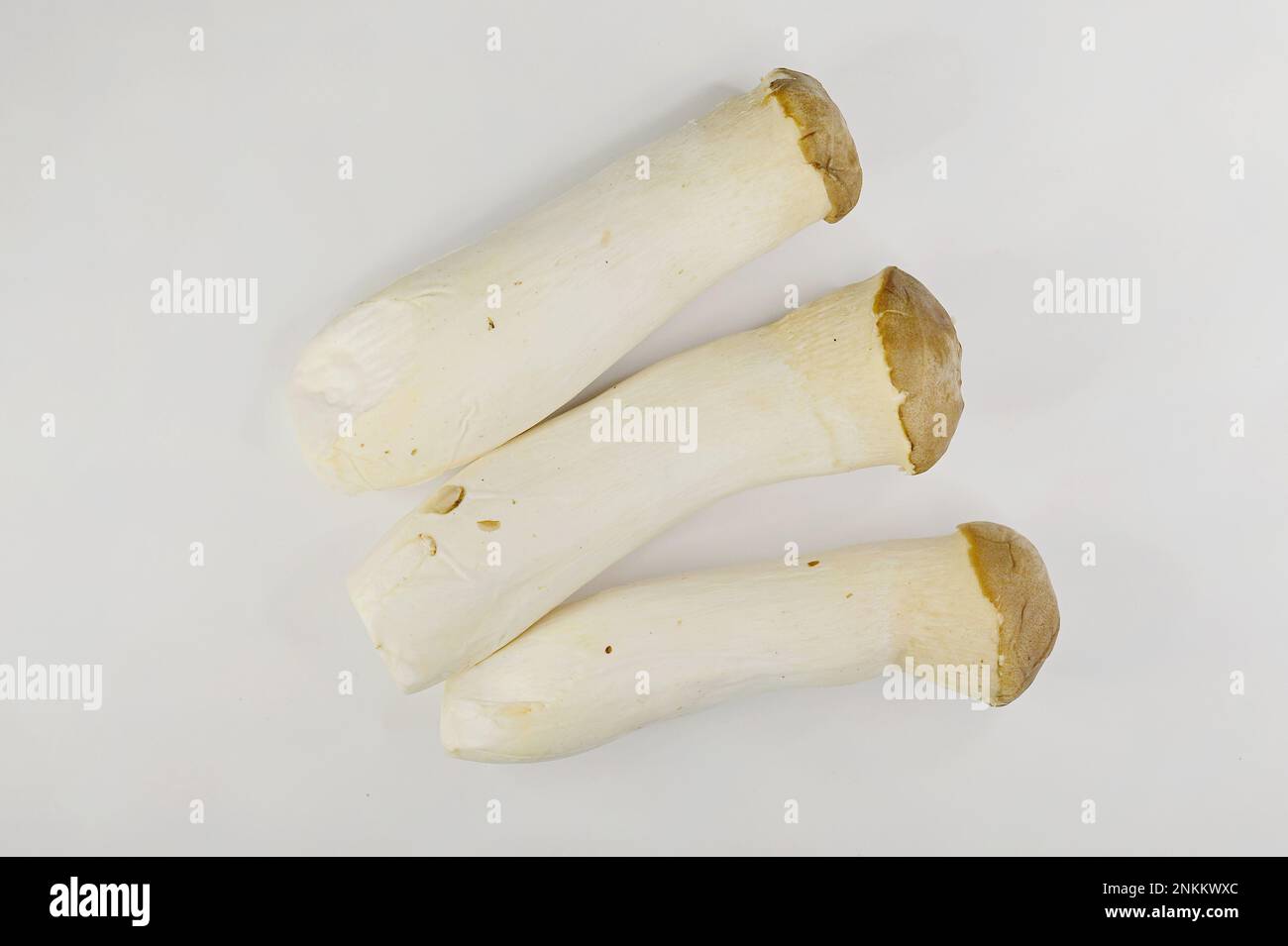 King Oyster Pilze mit dicken, fleischreichen, hellen weißen Stielen und braunen oder braunen Kappen Stockfoto