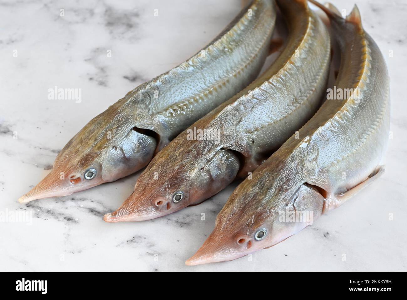 Roher Sterlet-Fisch, drei Stücke auf einem leichten Hintergrund vor dem Kochen Stockfoto