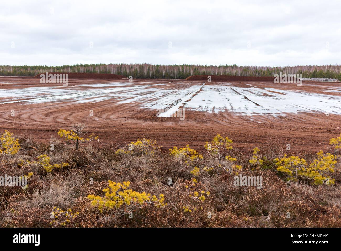 Horizontaler Blick auf die Natur des Sumpfes mit braunem Torf und Wald mit blauem Himmel Stockfoto