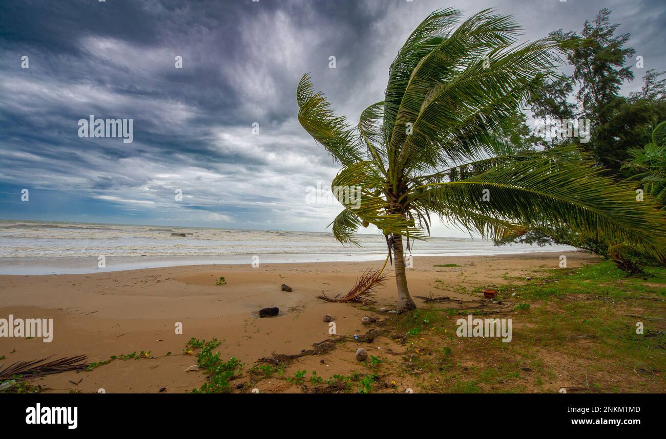 Ein tropischer Sturm nähert sich über dem Meer, stinkender Wind über dem Palmenwald, dramatisch dunkler Himmel, gelber Sand und sehr hoher Wasserstand bei Hig Stockfoto