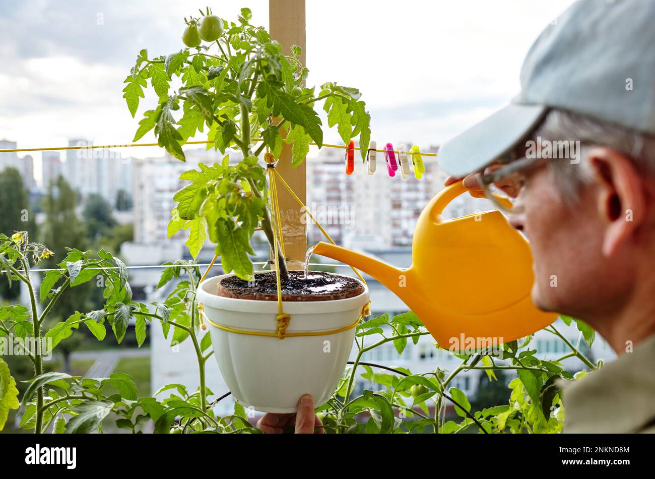 Alter Mann, der im Gewächshaus gärtnerte. Die Hände der Männer halten die Gießkannen und die Tomatenpflanze Stockfoto