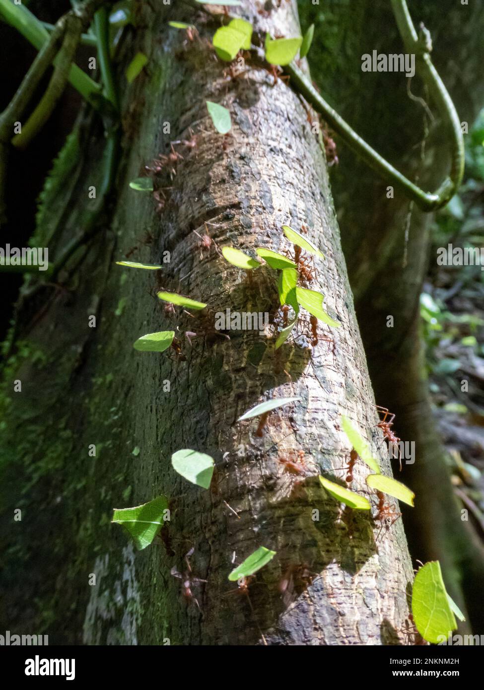 Blattschneider-Ameisen, die hart arbeiten und Blattspiele zurück zum Nest im Wald bei La Fortuna Costa Rica tragen Stockfoto