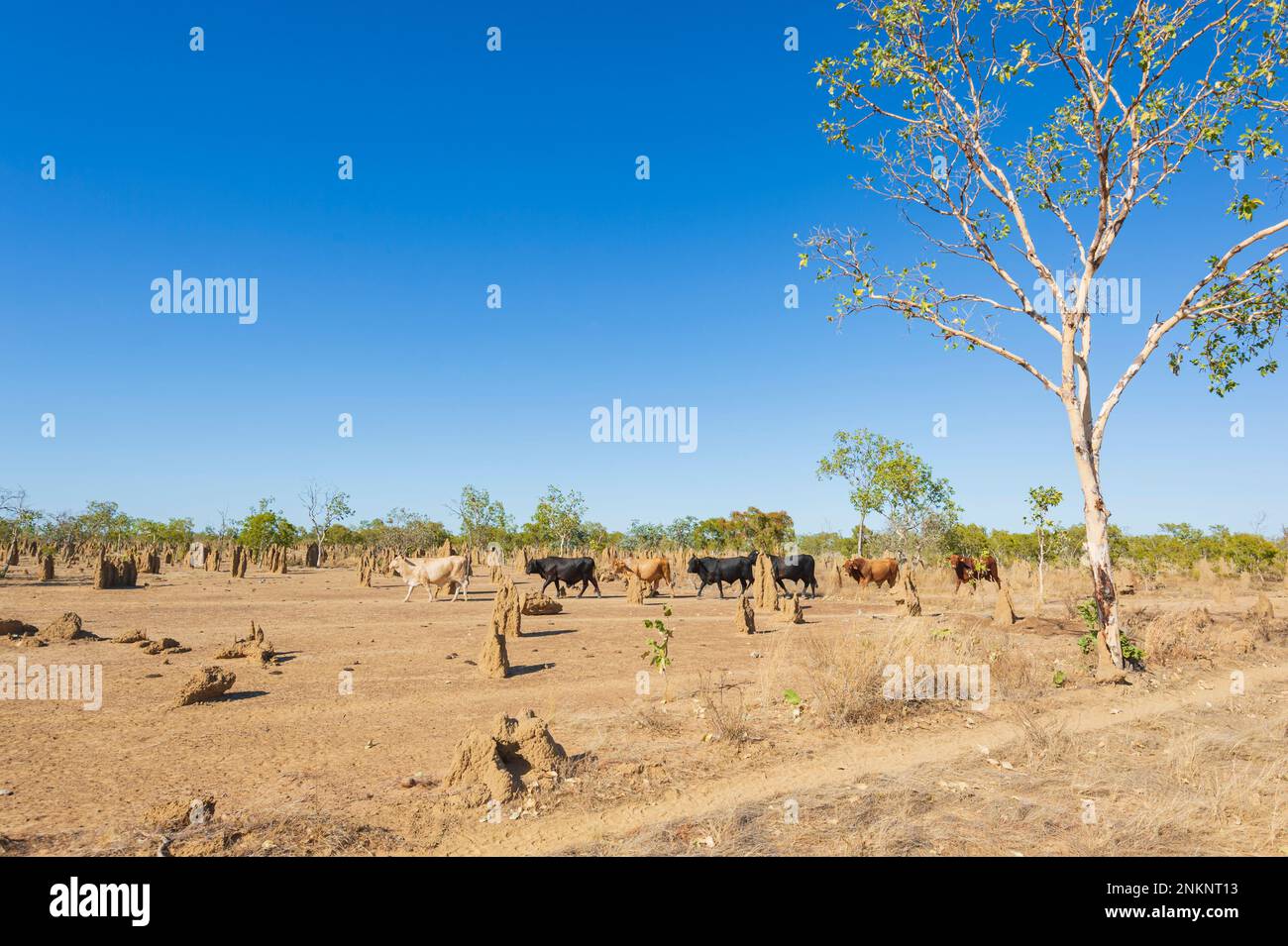 Rinderherde zwischen Termitenhügeln bei Normanton, Gulf Savannah, Queensland, QLD, Australien Stockfoto