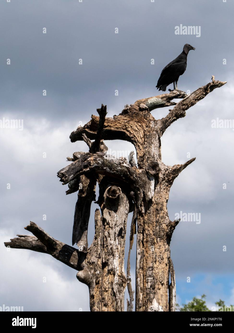 Ein schwarzer Geier sitzt hoch oben auf einem toten Baum und sucht nach Beute in der Nähe von Nosara in Costa Rica Stockfoto