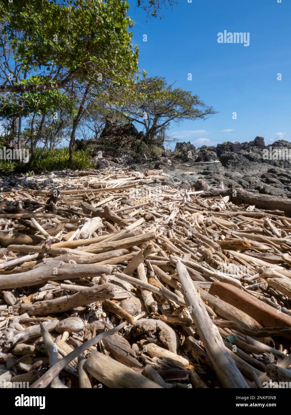 An der Küste in der Nähe von Montezuma in Costa Rica wurde viel trockenes Treibholz angespült Stockfoto