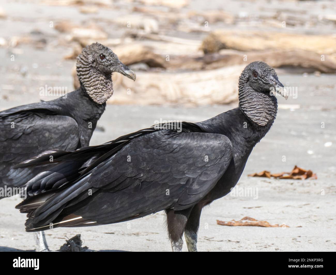 Zwei Schwarzkopfgeier erkunden den Strand in der Nähe von Montezuma in Costa Rica Stockfoto