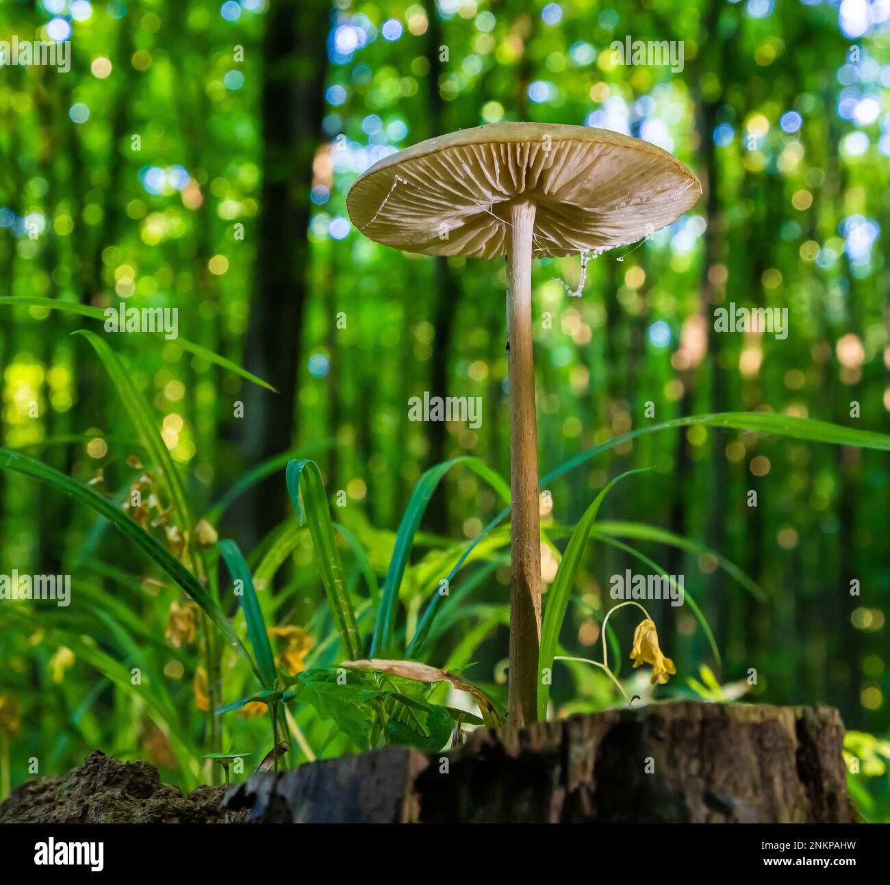 Pilze in der natürlichen Umgebung des Waldes Stockfoto