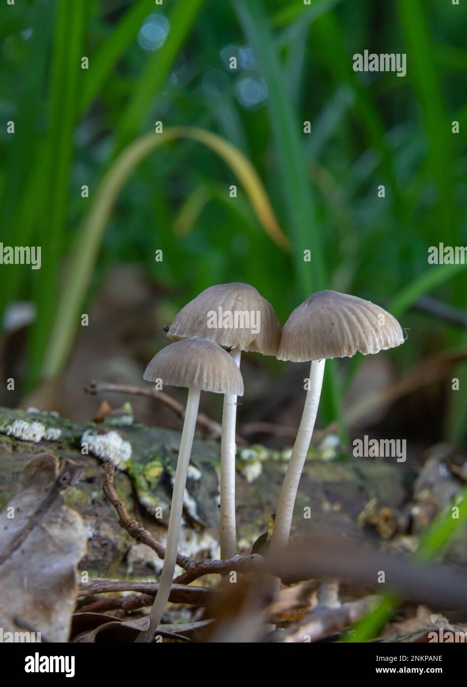 Pilze in der natürlichen Umgebung des Waldes Stockfoto