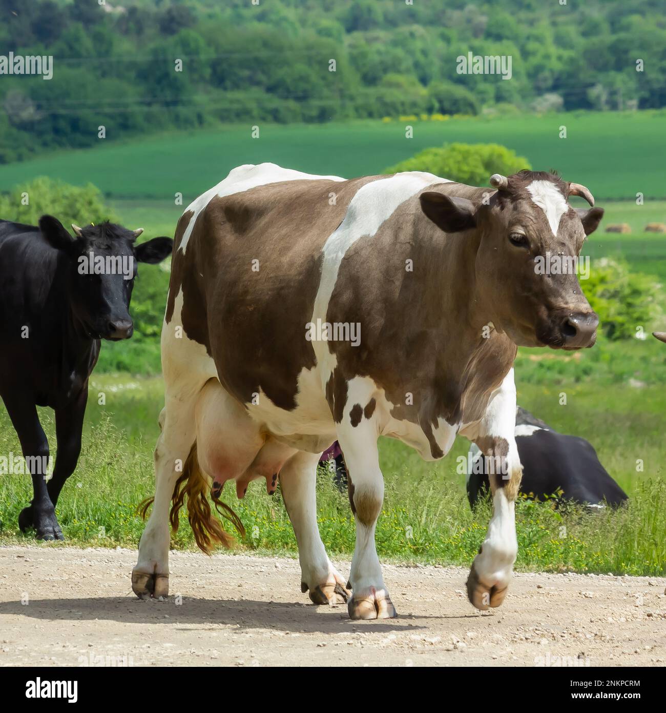 Kühe kommen an einem Sommertag auf dem Land von der Weide Stockfoto
