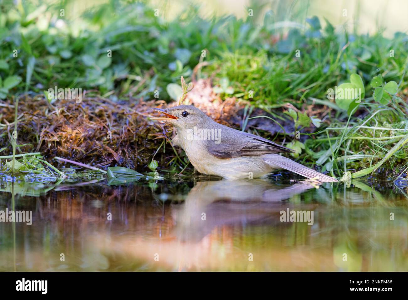 Im Frühling an einem Teich sitzender Sumpfstümpler (Acrocephalus palustris). Stockfoto