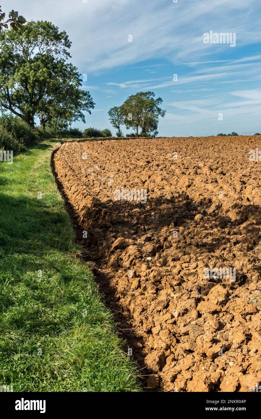 Öffentlicher Fußweg am Rande eines gepflügten Bauernfeldes neben einer Hecke, Leicestershire, England, Großbritannien Stockfoto