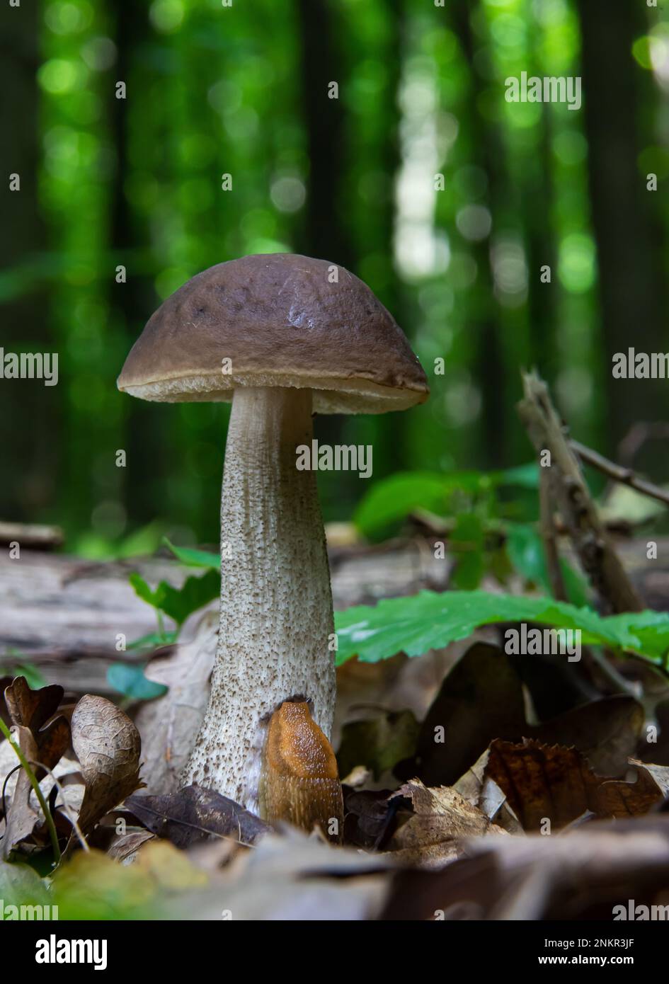 Pilze in der natürlichen Umgebung des Waldes Stockfoto