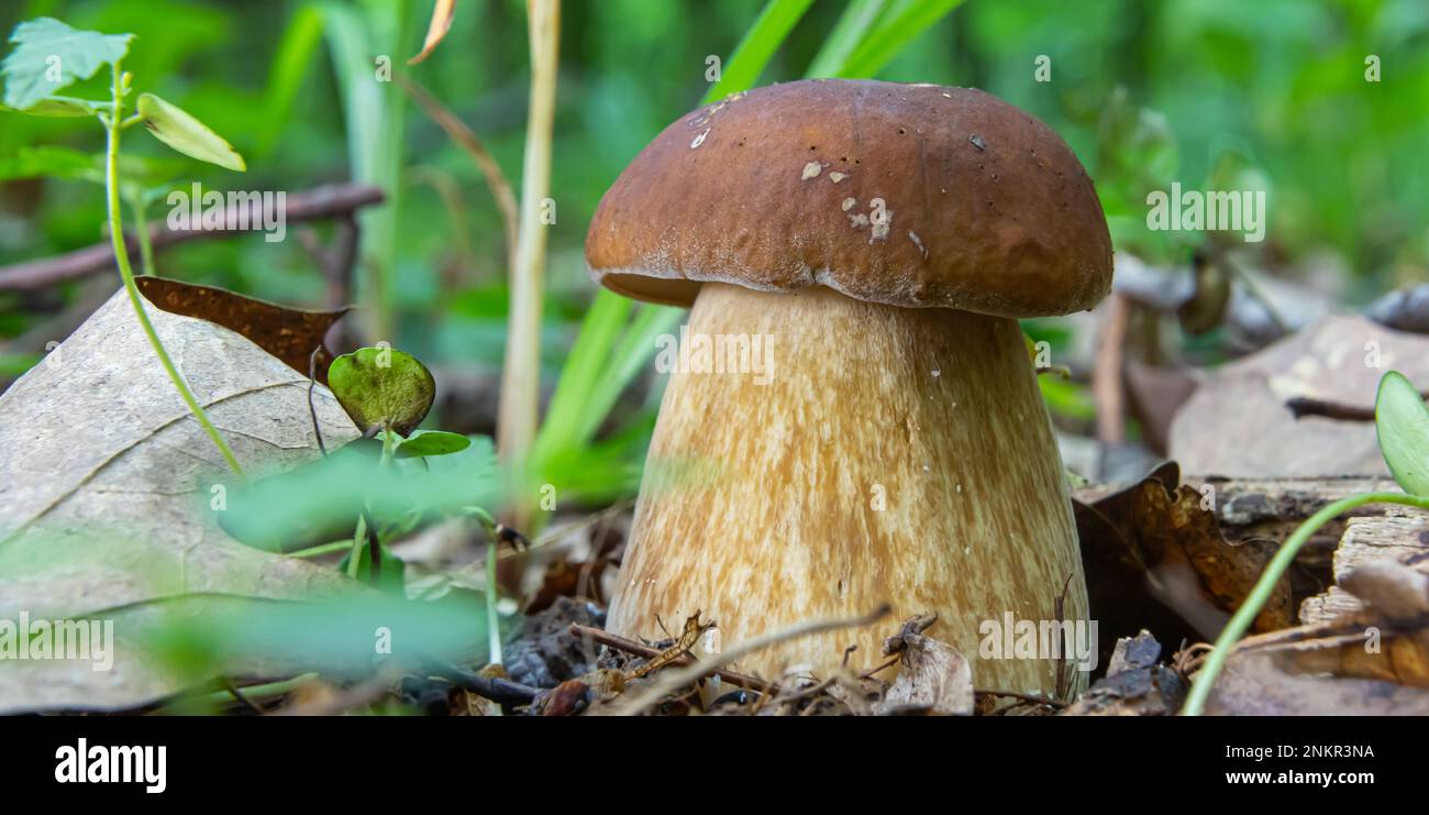 Pilze in der natürlichen Umgebung des Waldes Stockfoto