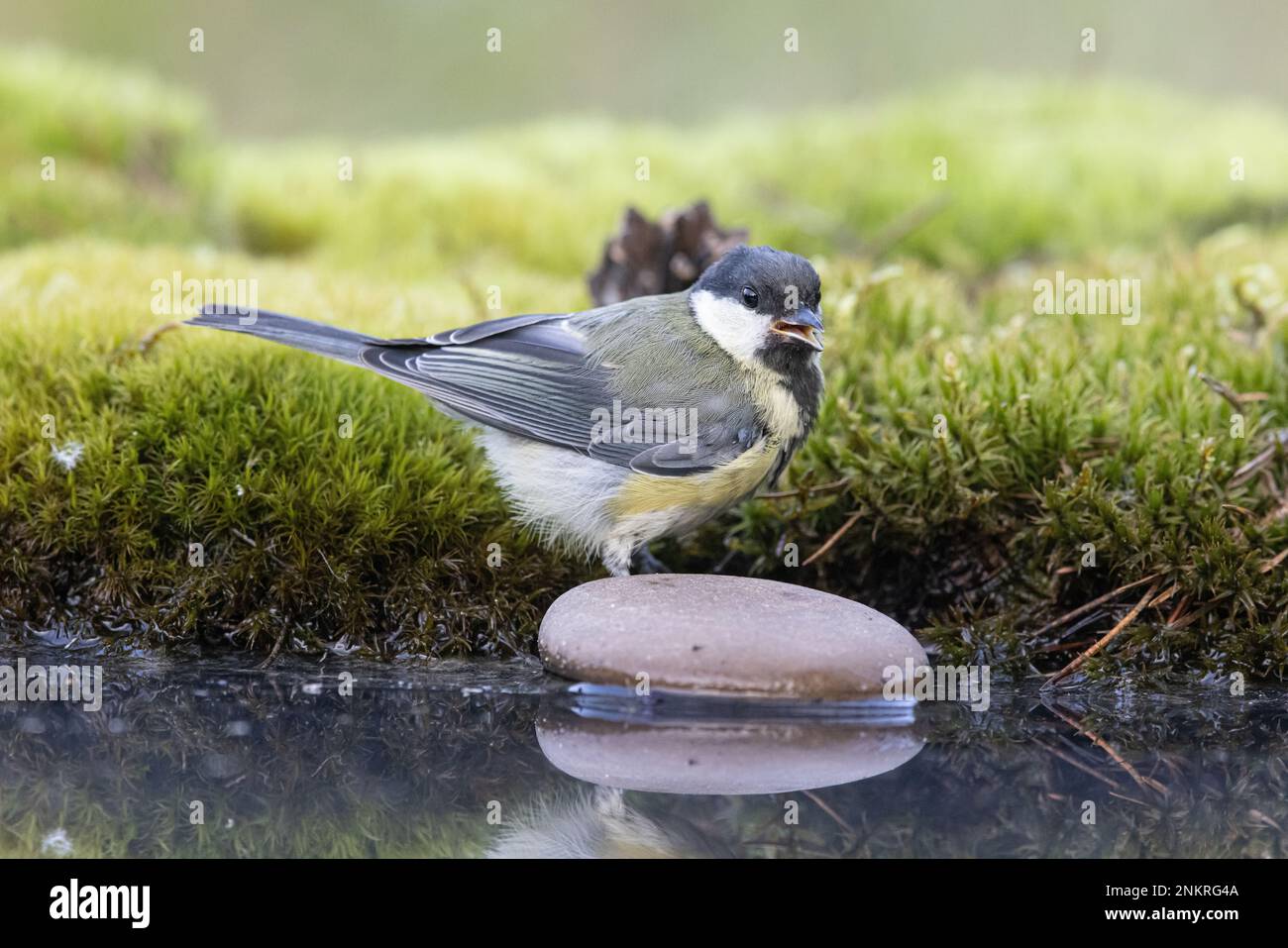 Tolle Titten, Parus Major. Große Titten in der natürlichen Umgebung, auf einem Ast