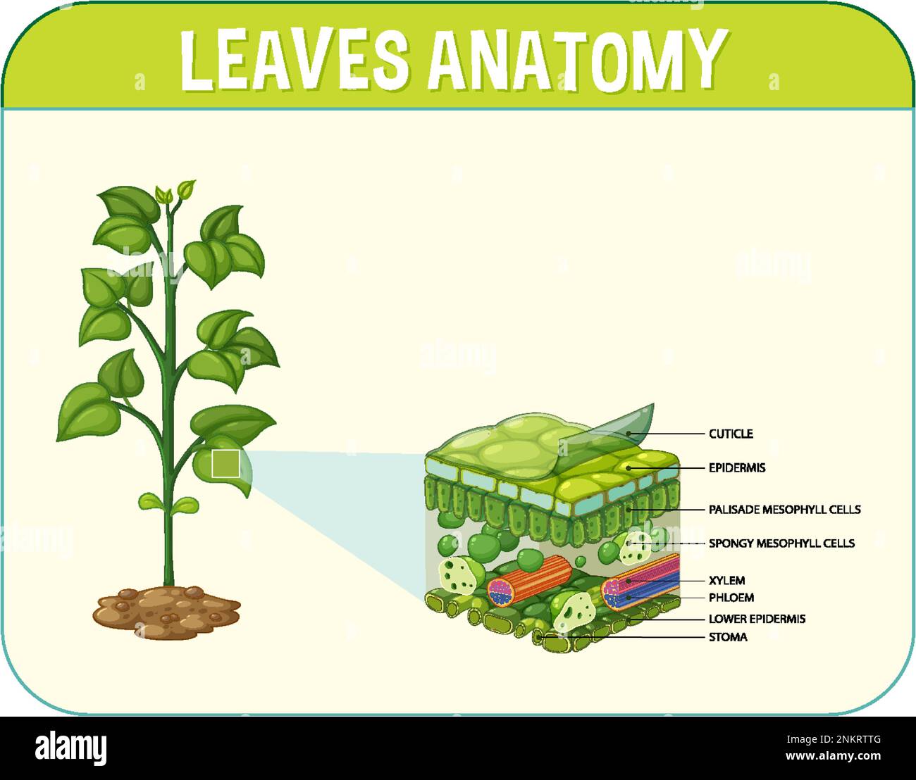 Darstellung des inneren Aufbaus des Blattdiagramms Stock Vektor