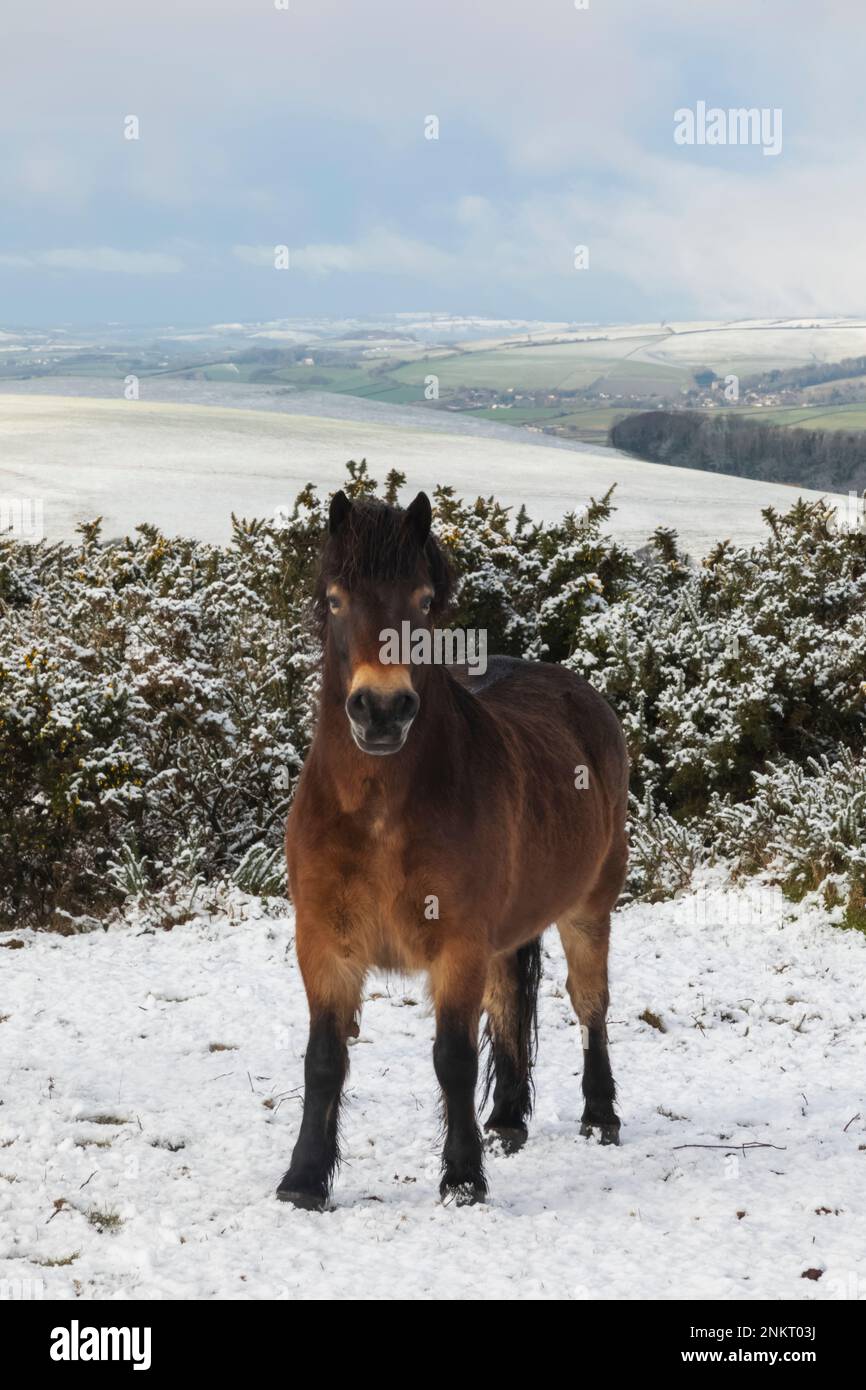 England, Dorset, verschneite Winterszene mit Feldern und Ponys in der Nähe des Thomas Hardy Monuments Stockfoto