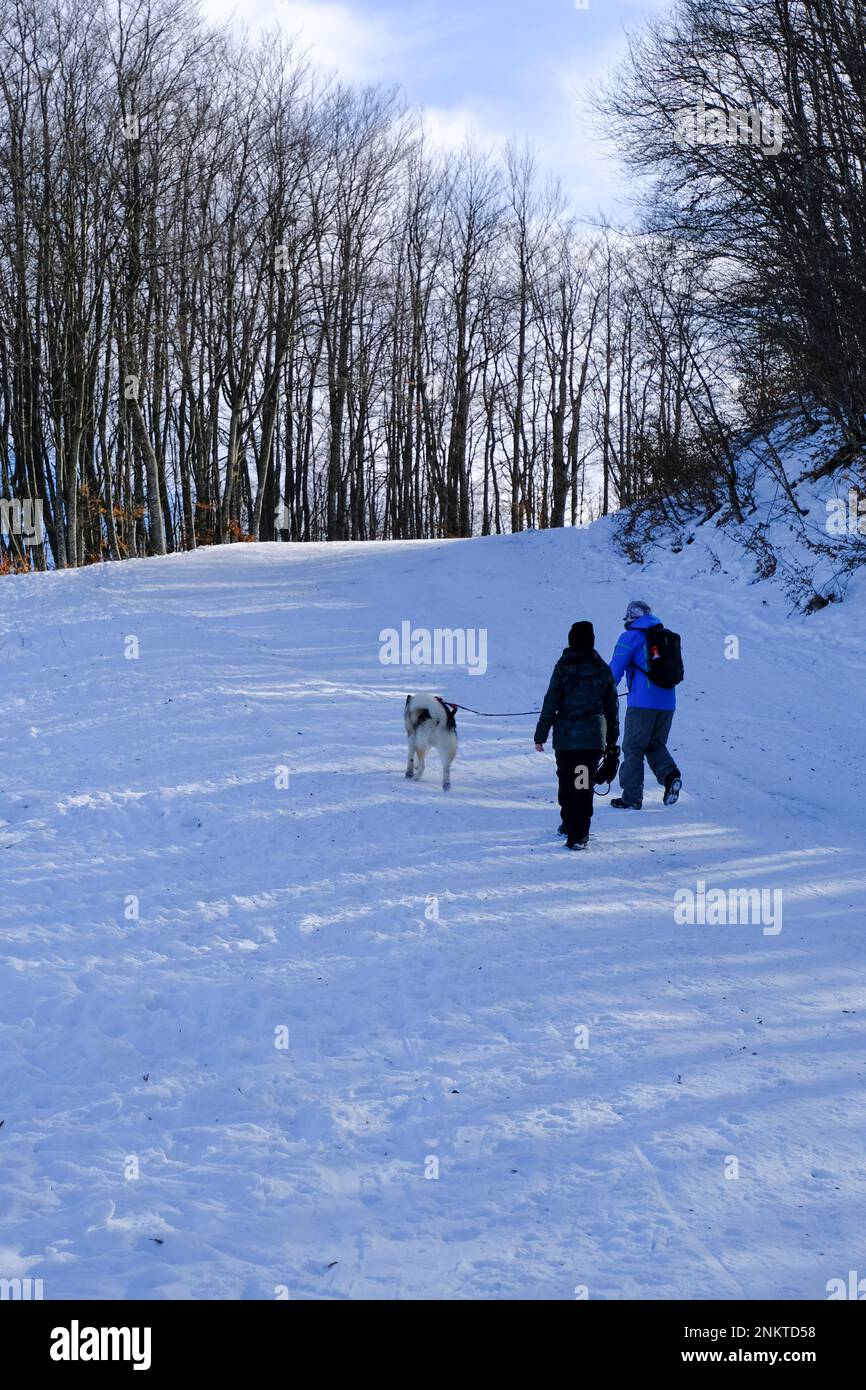 Ein Paar läuft mit einem großen Hund durch den verschneiten Wald. Aktiver Lifestyle. Wanderung im Winter Stockfoto