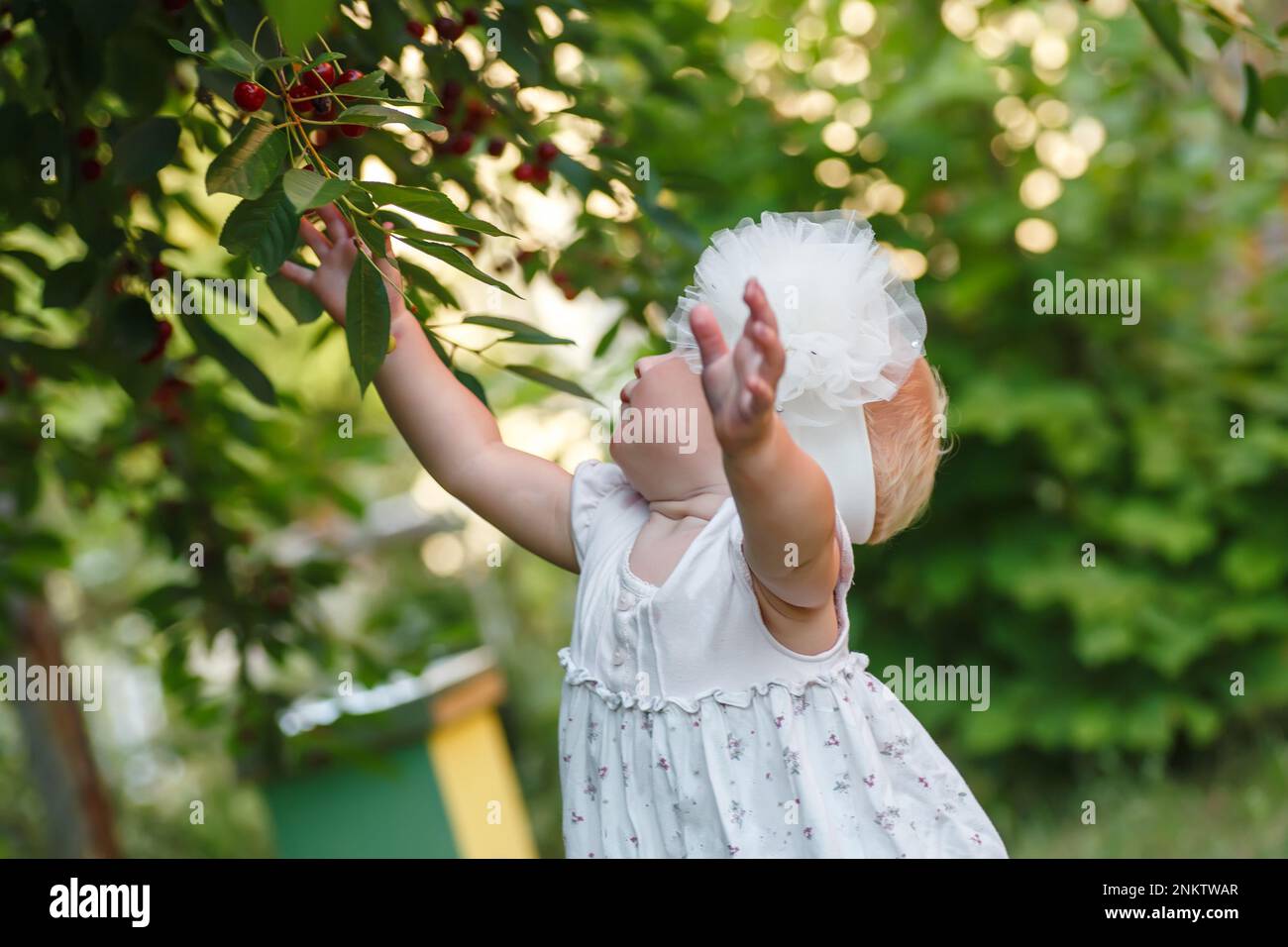 Ein kleines Mädchen nimmt frische Kirschen aus einem Baum in einem Kirschgarten. Ein Zweig eines Baumes mit frischen roten Kirschen. Aufregendes gesundes Leben eines aufgeweckten Kindes Stockfoto