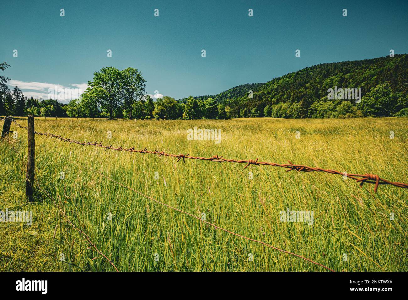 Blick über sanfte grüne Wiese mit Stacheldraht,rostig,Mangfall-Gebirge,Wandern, Berge,blauer Himmel,Bäume, Stockfoto