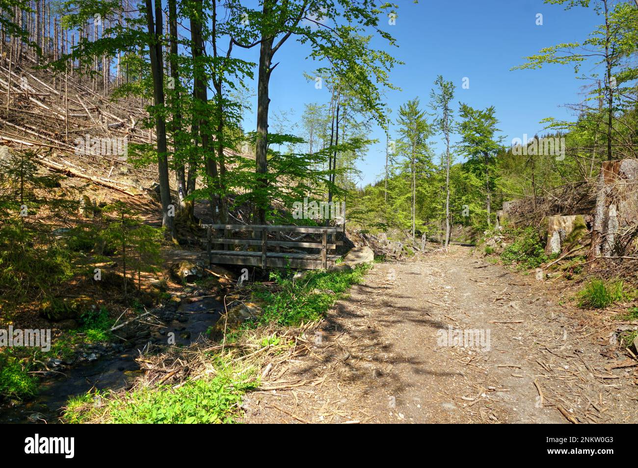 Im Silberbachtal Tal Stockfoto